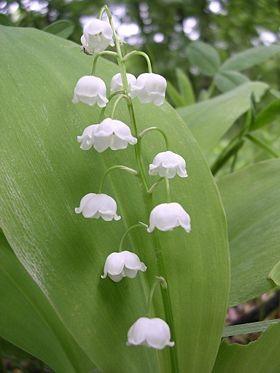 1 mei, 11de rallye du muguet.jpg
